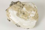 Fossil Clam with Fluorescent Calcite Crystals - Ruck's Pit, FL #191773-1